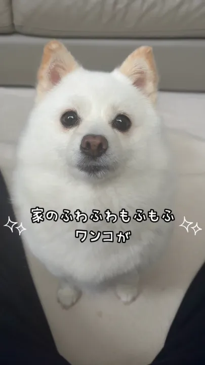 すべてのドッグフード・犬製品 - ニュートロ™公式通販