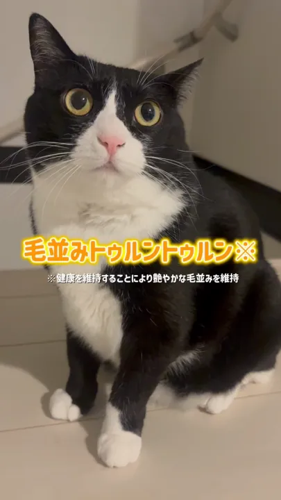 すべてのキャットフード・猫製品 - ニュートロ™公式通販